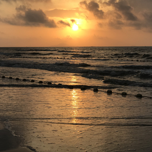 tonytoran画不打马原画
